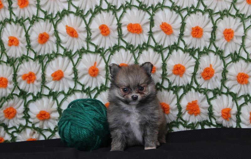 puppy, for, sale, Pomeranian, Matthew B. Stoltzfus, dog, breeder, Gap, PA, dog-breeder, puppy-for-sale, forsale, nearby, find, puppyfind, locator, puppylocator, aca